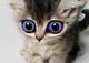 metcalcon's Avatar